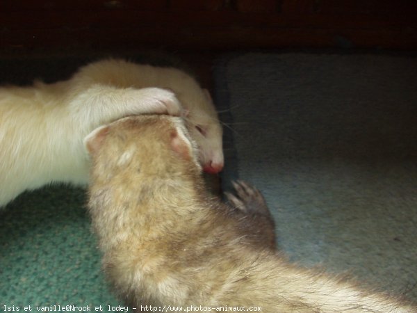 Photo de Furet