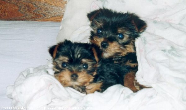 Photo de Yorkshire terrier