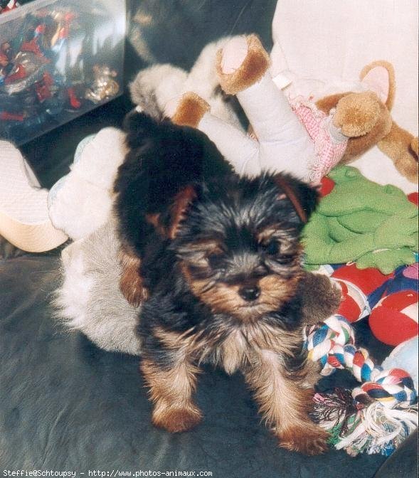 Photo de Yorkshire terrier