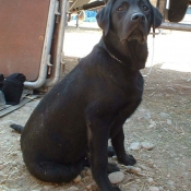 Photo de Labrador retriever