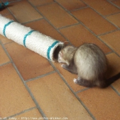 Photo de Furet