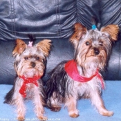 Photo de Yorkshire terrier