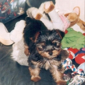 Photo de Yorkshire terrier