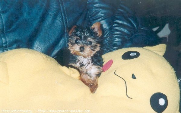 Photo de Yorkshire terrier