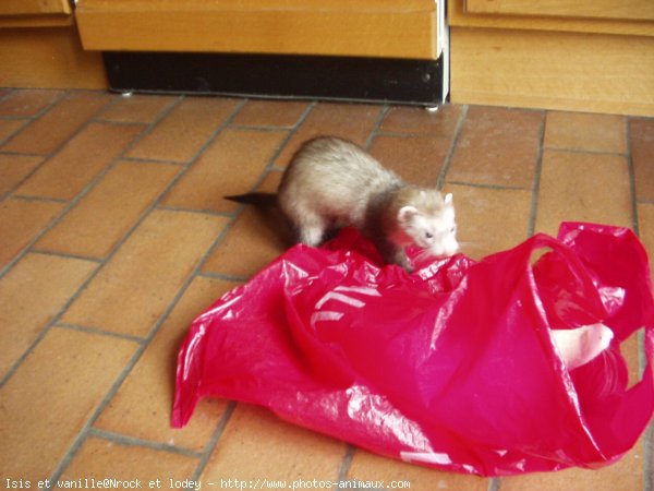 Photo de Furet