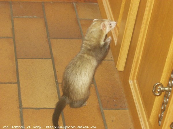 Photo de Furet