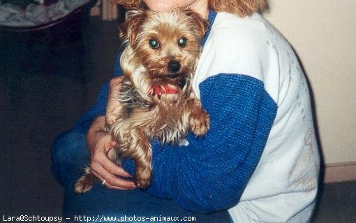 Photo de Yorkshire terrier