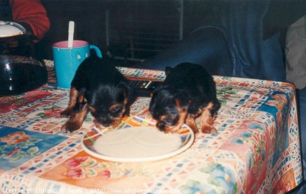 Photo de Yorkshire terrier