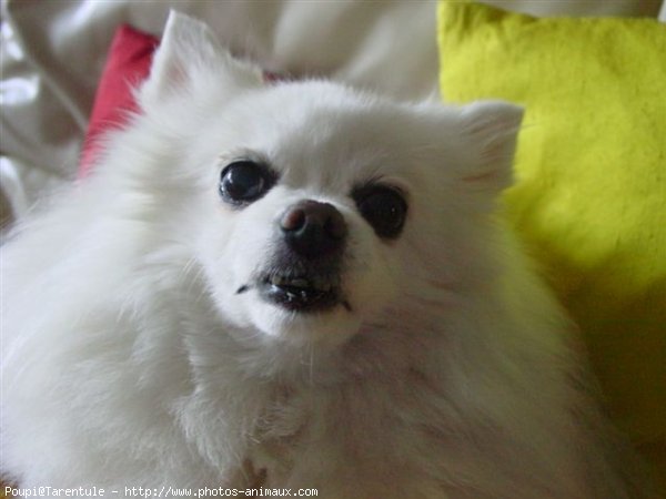 Photo de Spitz moyen