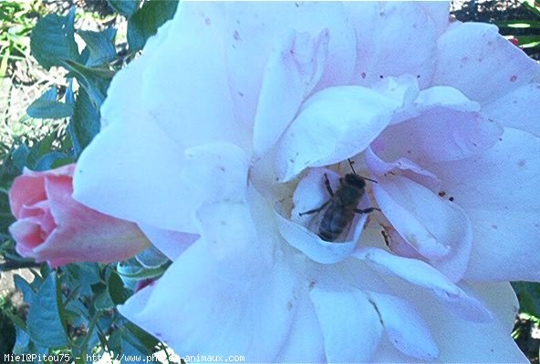 Photo d'Abeille