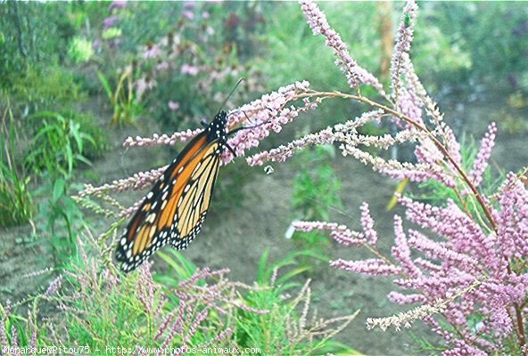 Photo de Papillon