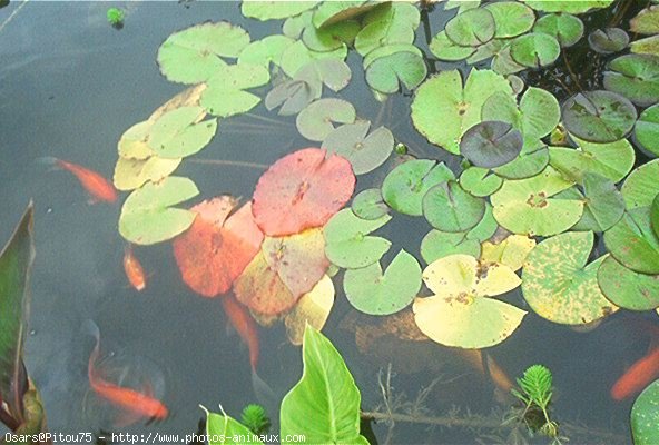 Photo de Poissons rouges