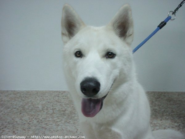 Photo de Husky siberien