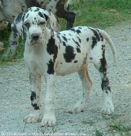 Photo de Dogue allemand