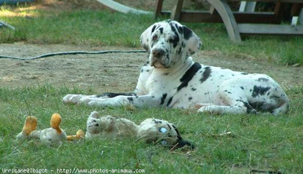 Photo de Dogue allemand