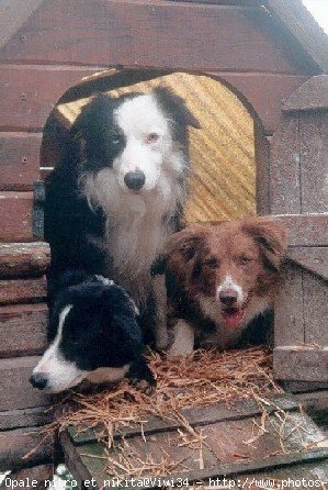 Photo de Border collie