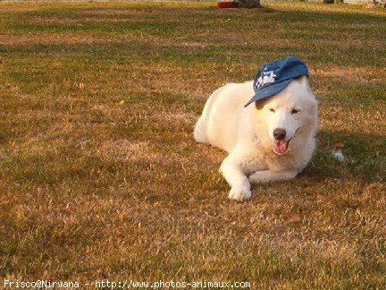 Photo de Husky siberien