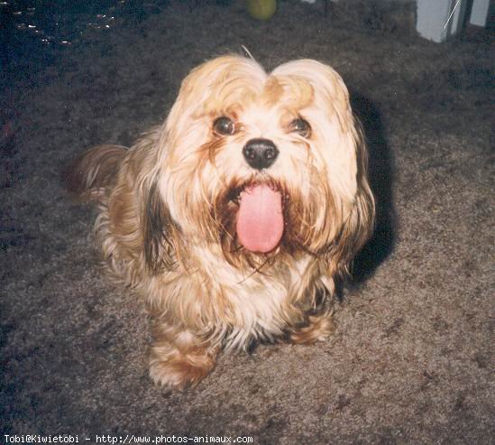 Photo de Lhassa apso