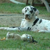 Photo de Dogue allemand