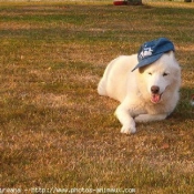 Photo de Husky siberien