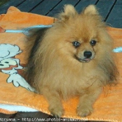 Photo de Spitz moyen