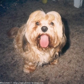 Photo de Lhassa apso