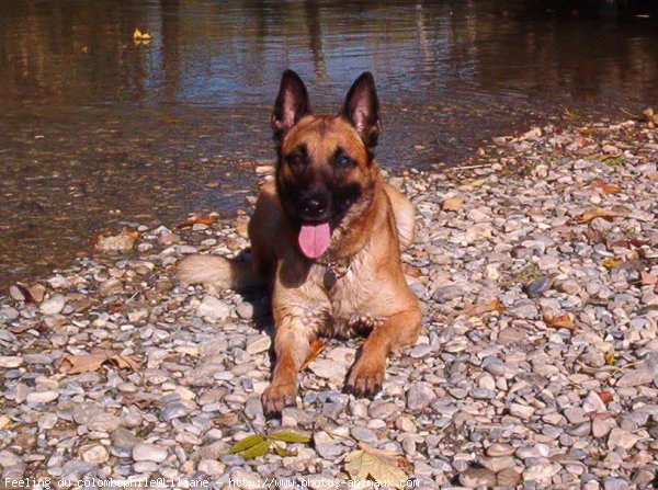 Photo de Berger belge malinois