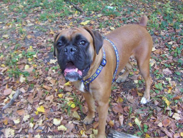 Photo de Boxer