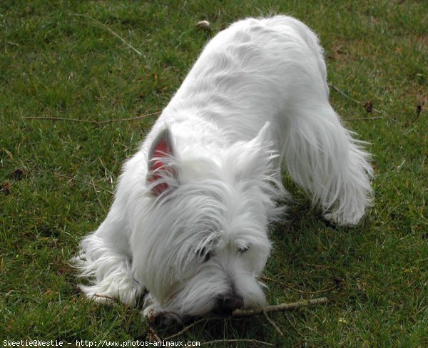 Photo de West highland white terrier