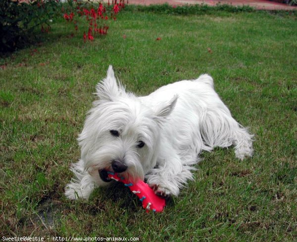 Photo de West highland white terrier