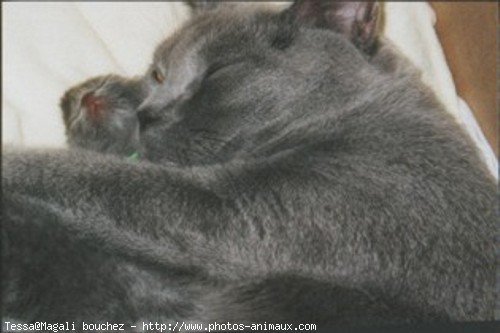 Photo de Chartreux