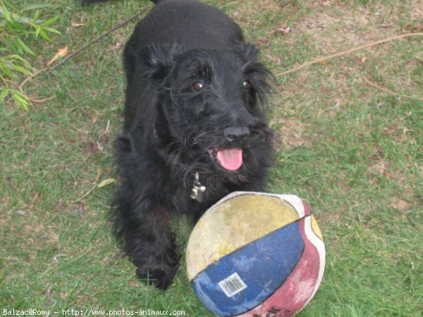 Photo de Scottish terrier