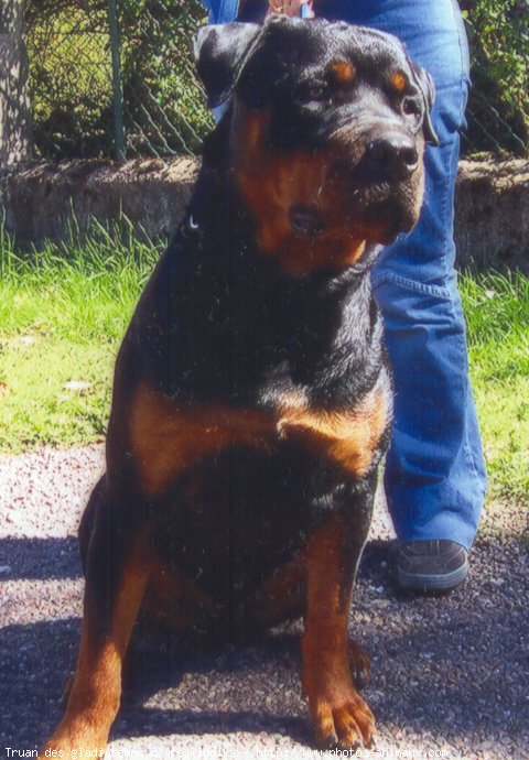 Photo de Rottweiler