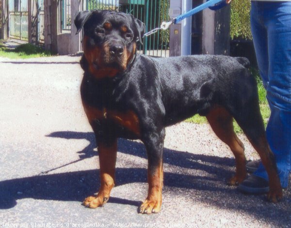 Photo de Rottweiler