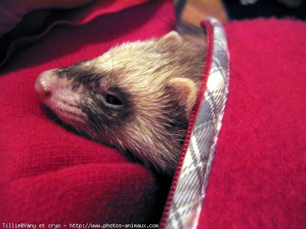 Photo de Furet