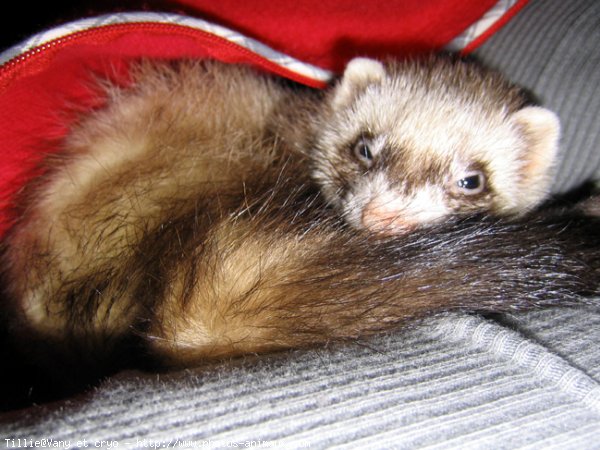 Photo de Furet