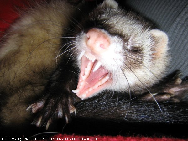 Photo de Furet