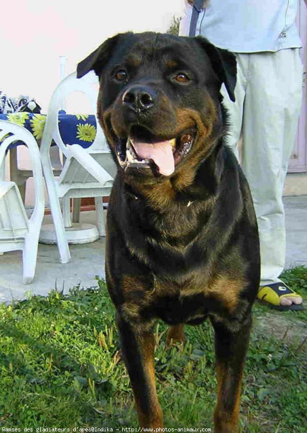 Photo de Rottweiler