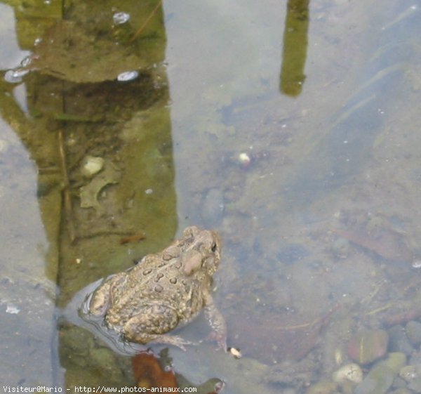 Photo de Grenouille