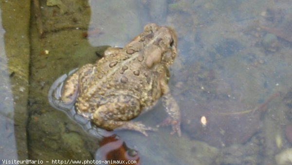 Photo de Grenouille