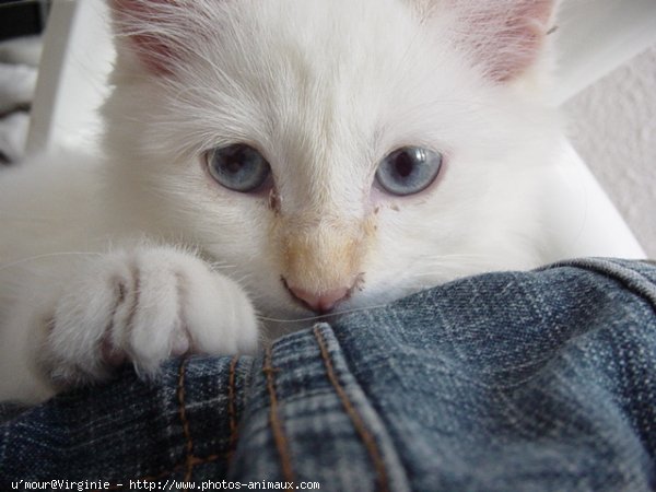 Photo de Sacr de birmanie