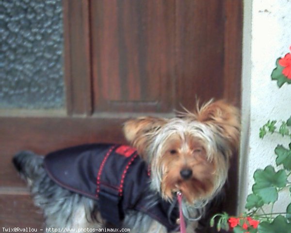 Photo de Yorkshire terrier