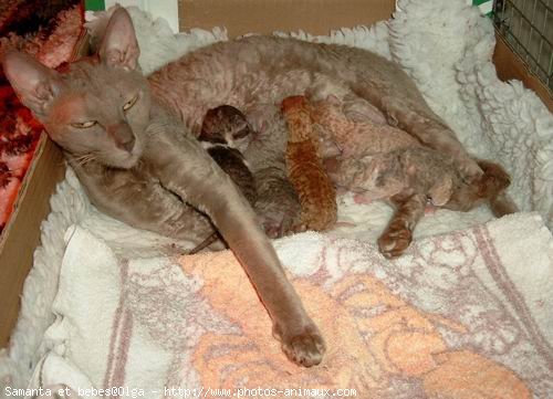 Photo de Cornish rex