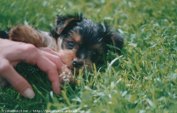 Photo de Yorkshire terrier