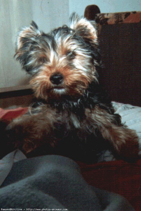 Photo de Yorkshire terrier