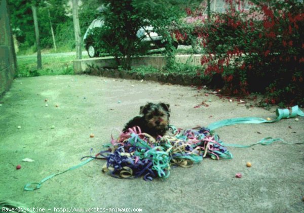 Photo de Yorkshire terrier