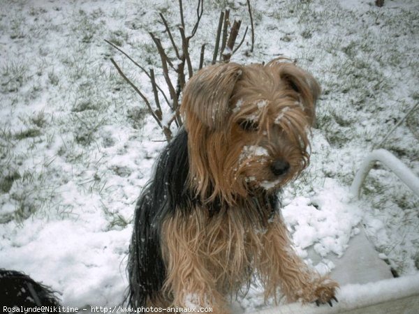 Photo de Yorkshire terrier