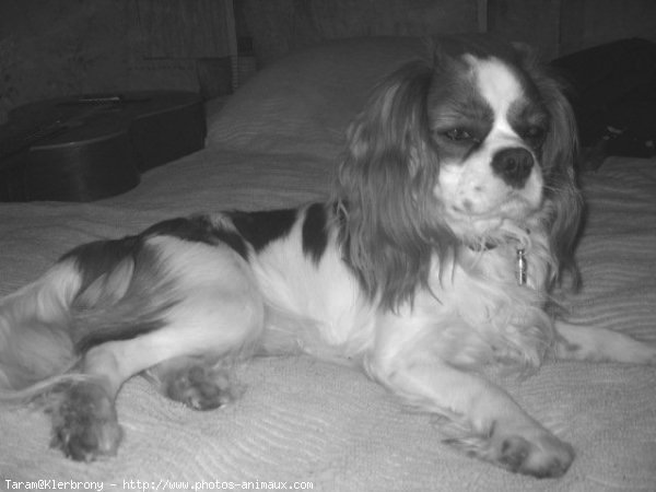 Photo de Cavalier king charles spaniel