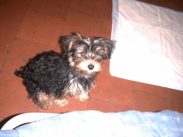 Photo de Yorkshire terrier