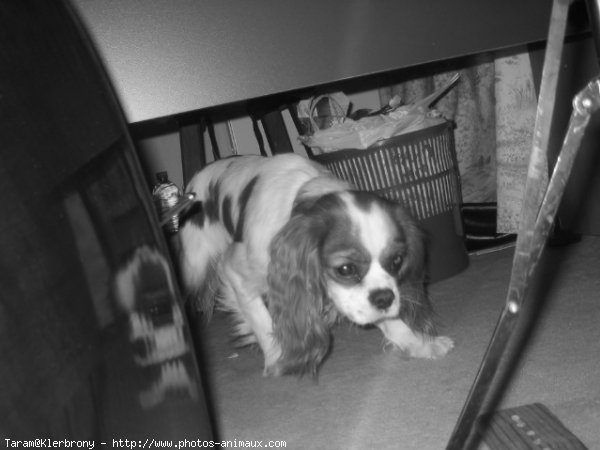 Photo de Cavalier king charles spaniel